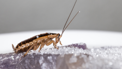 Kakerlaken bekämpfen mit dem richtigen Kakerlaken Insektizid