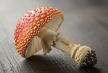 Pantherpilz in der modernen Wahrnehmung: Ein Pilz zwischen Forschung und Faszination Pantherpilz in der modernen Wahrnehmung