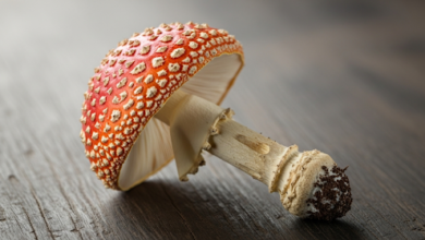 Pantherpilz in der modernen Wahrnehmung: Ein Pilz zwischen Forschung und Faszination Pantherpilz in der modernen Wahrnehmung
