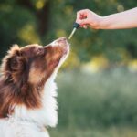 CBD-Öl für Hunde