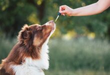 CBD-Öl für Hunde