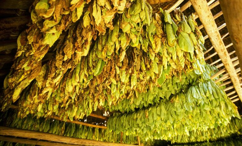 Ein Ratgeber über Nikotinbeutel, ihre Wirkung, Vorteile und worauf man beim Kauf in Deutschland achten sollte Nikotinbeutel