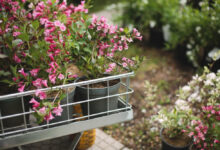 das im Garten und auf dem Balkon wirklich funktioniert